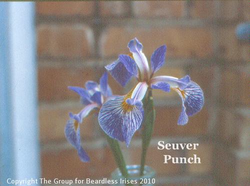 Jack Ellis - Seuver Punch b